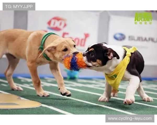 足球狗星球：探索足球与宠物的奇妙交融与全球热爱之旅